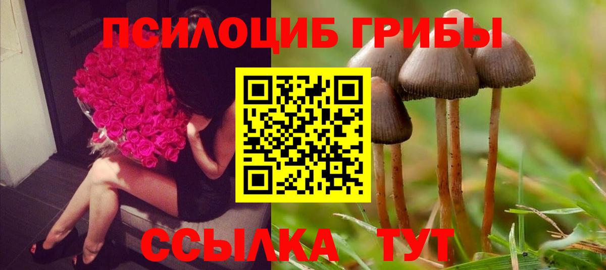 Псилоцибиновые грибы Cubensis Новосибирск